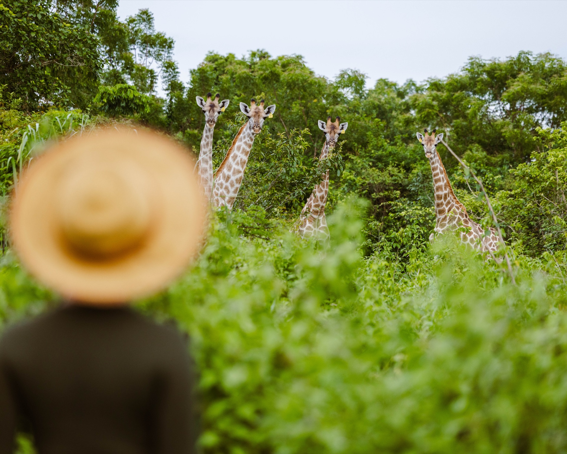 Giraffe Encounter